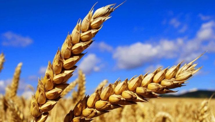 Çiftçi Perişan, Buğday Alım Fiyatına Tepkiler Büyüyor: Fiyat Düzenlemesi Şart!